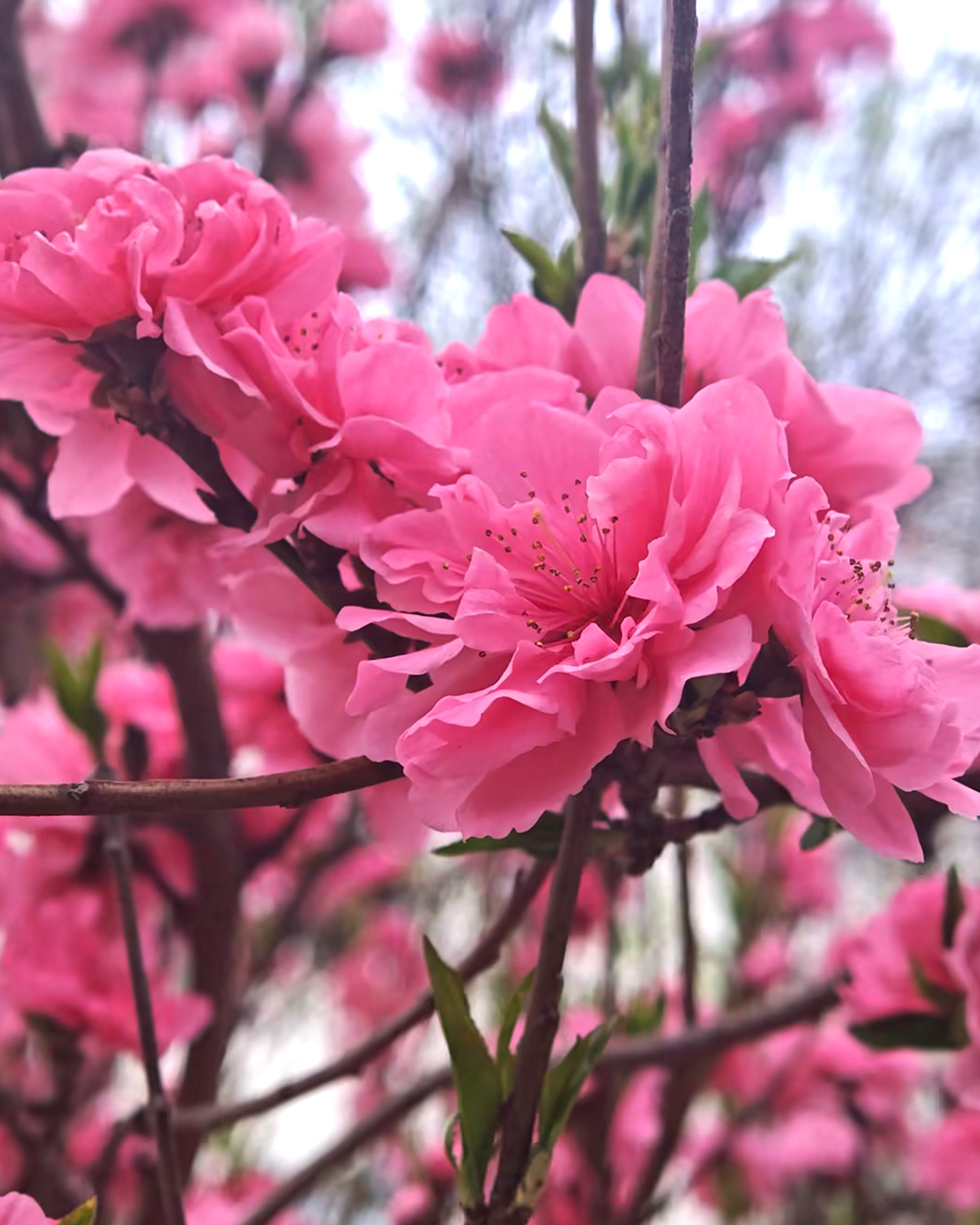 BG����(�й�)Ψһ�ٷ���վ