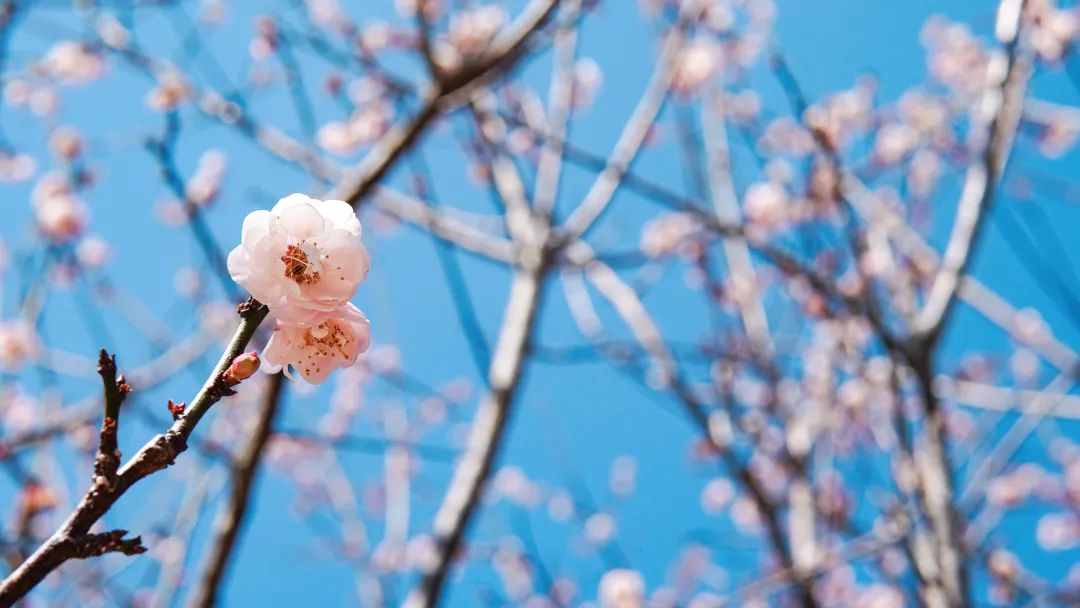 BG����(�й�)Ψһ�ٷ���վ