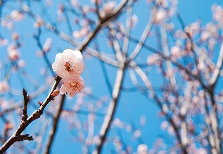 BG����(�й�)Ψһ�ٷ���վ